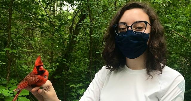 Student holding a male Northern Cardinal