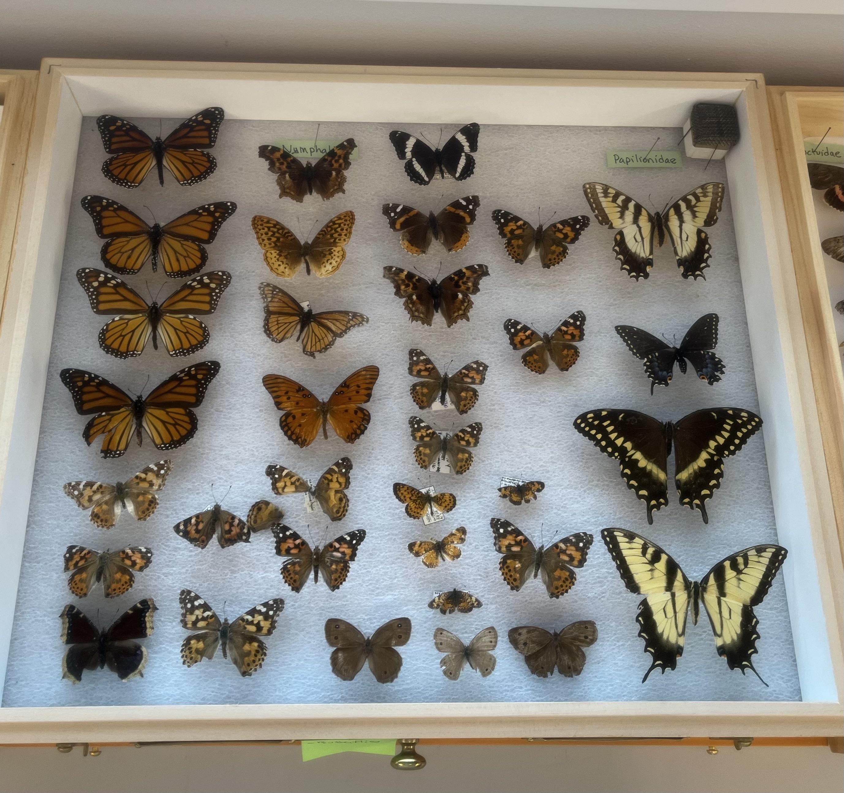 Insect specimen case displaying preserved butterflies