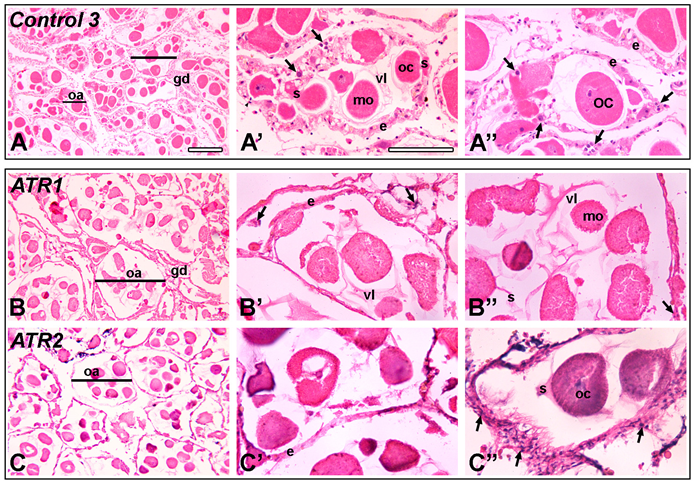 Ovarian tissue cross section