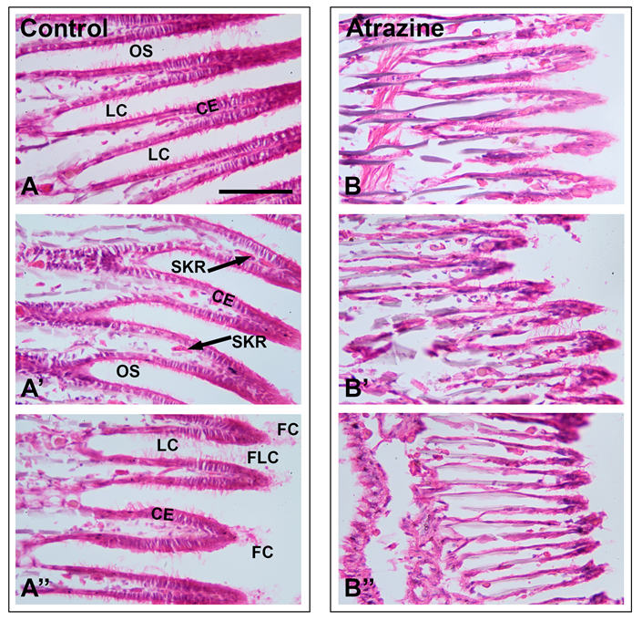 Gills in cross section