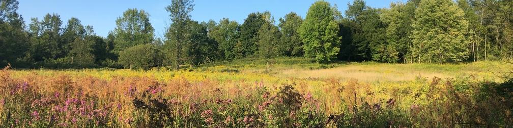 field of goldenrod with trees in the background
