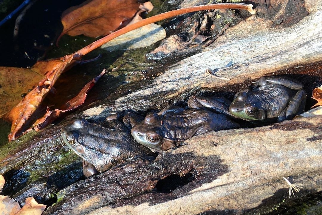 three frogs