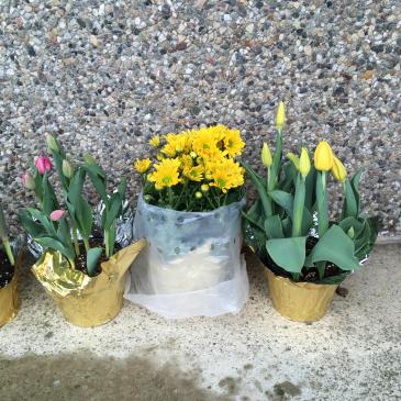 pink and yellow potted tulips with yellow potted chrysanthemum