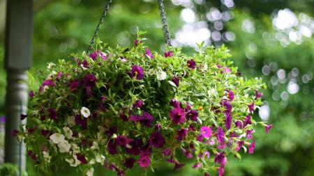 purple petunia hanging basket