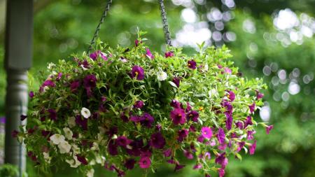 hanging basket purple petunia hanging basket