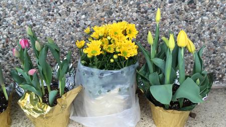 spring flowers pink and yellow potted tulips with yellow potted chrysanthemum