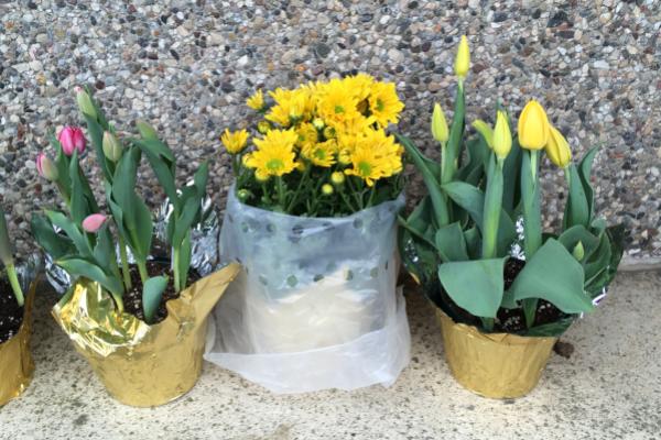 spring flowers pink and yellow potted tulips with yellow potted chrysanthemum