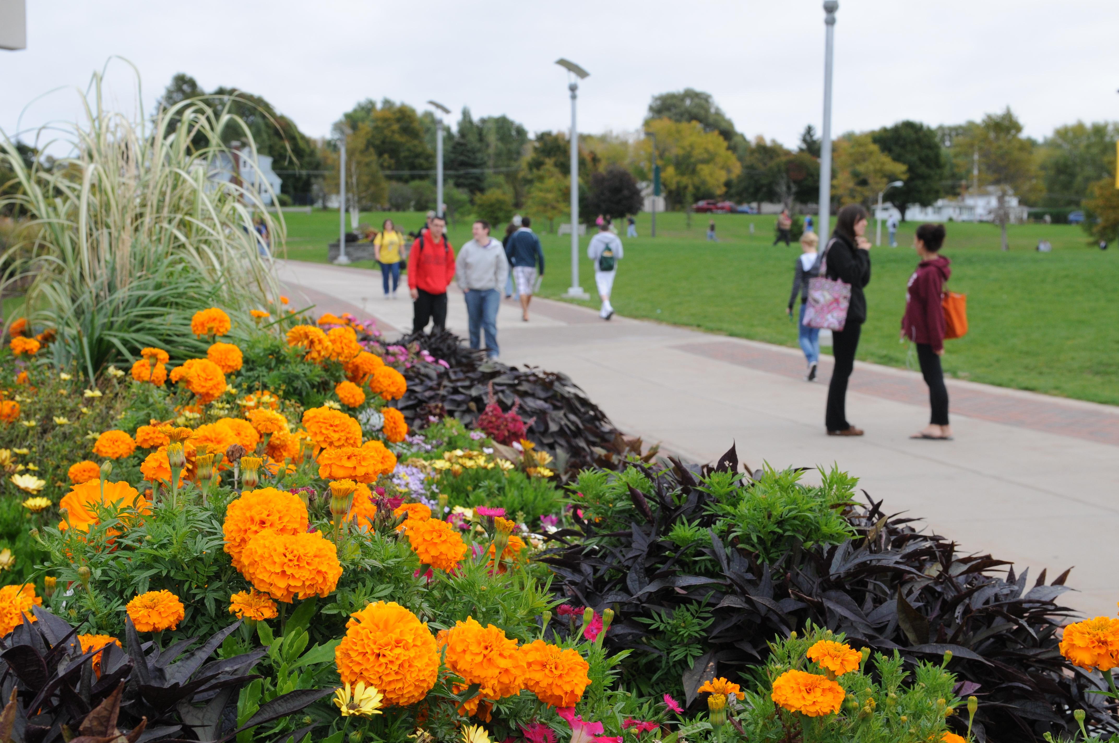 Fall Flowers