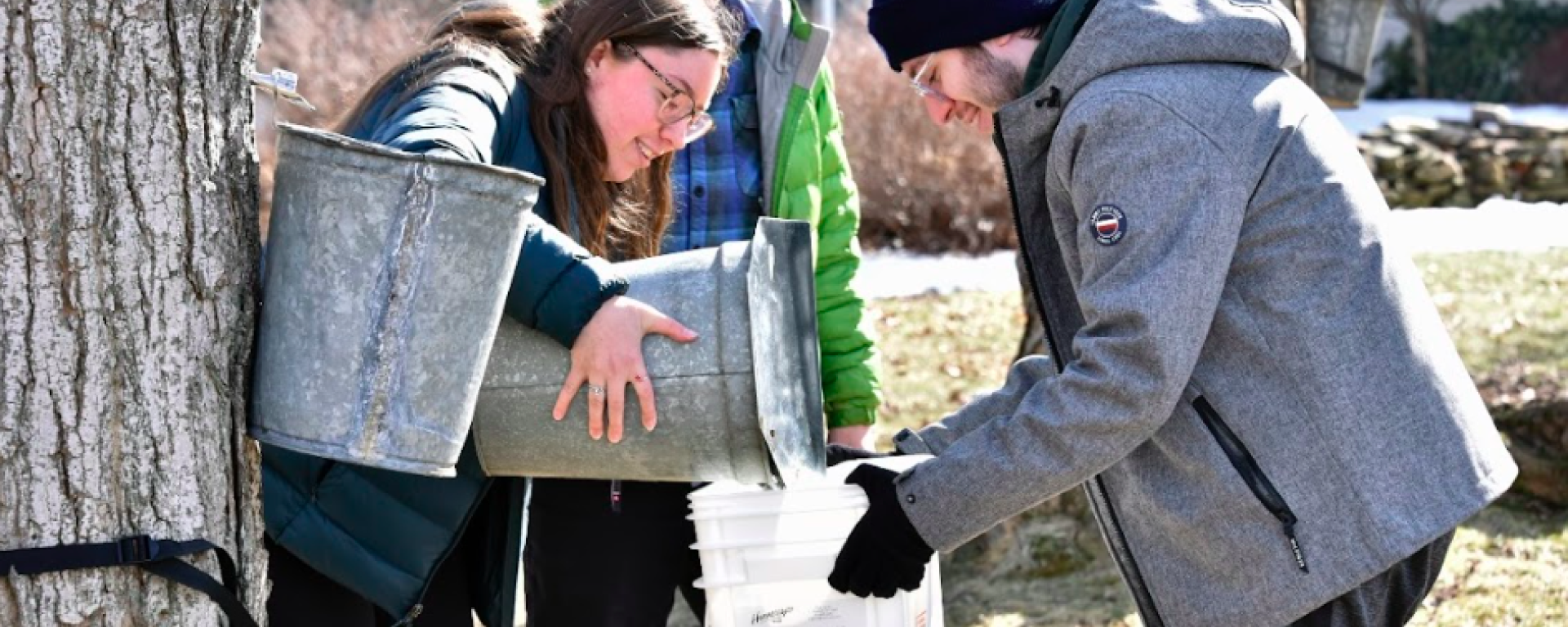 students collecting maple sap on campus
