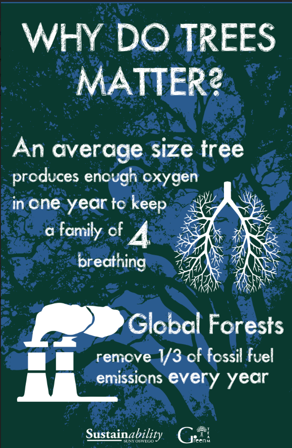 Why do trees matter? An average size tree produces enough oxygen in one year to keep a family of four breathing. Global forests remove one third of fossil fuel emissions every year