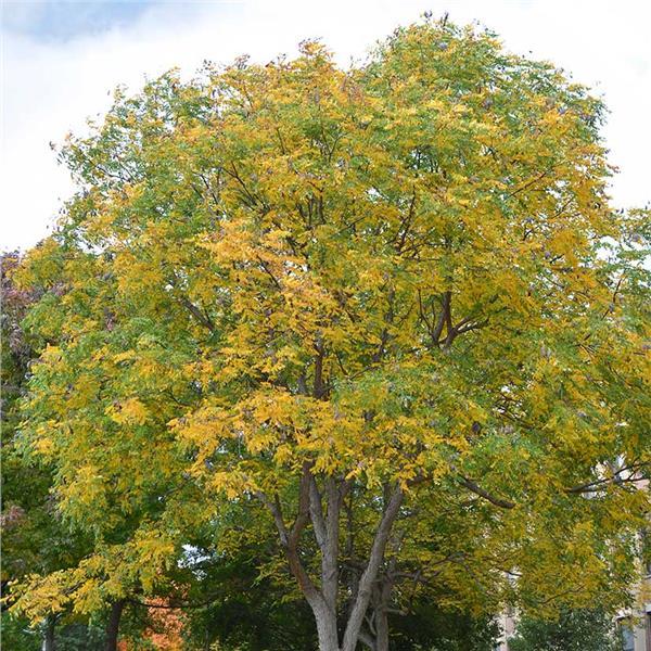 Kentucky Coffee Tree